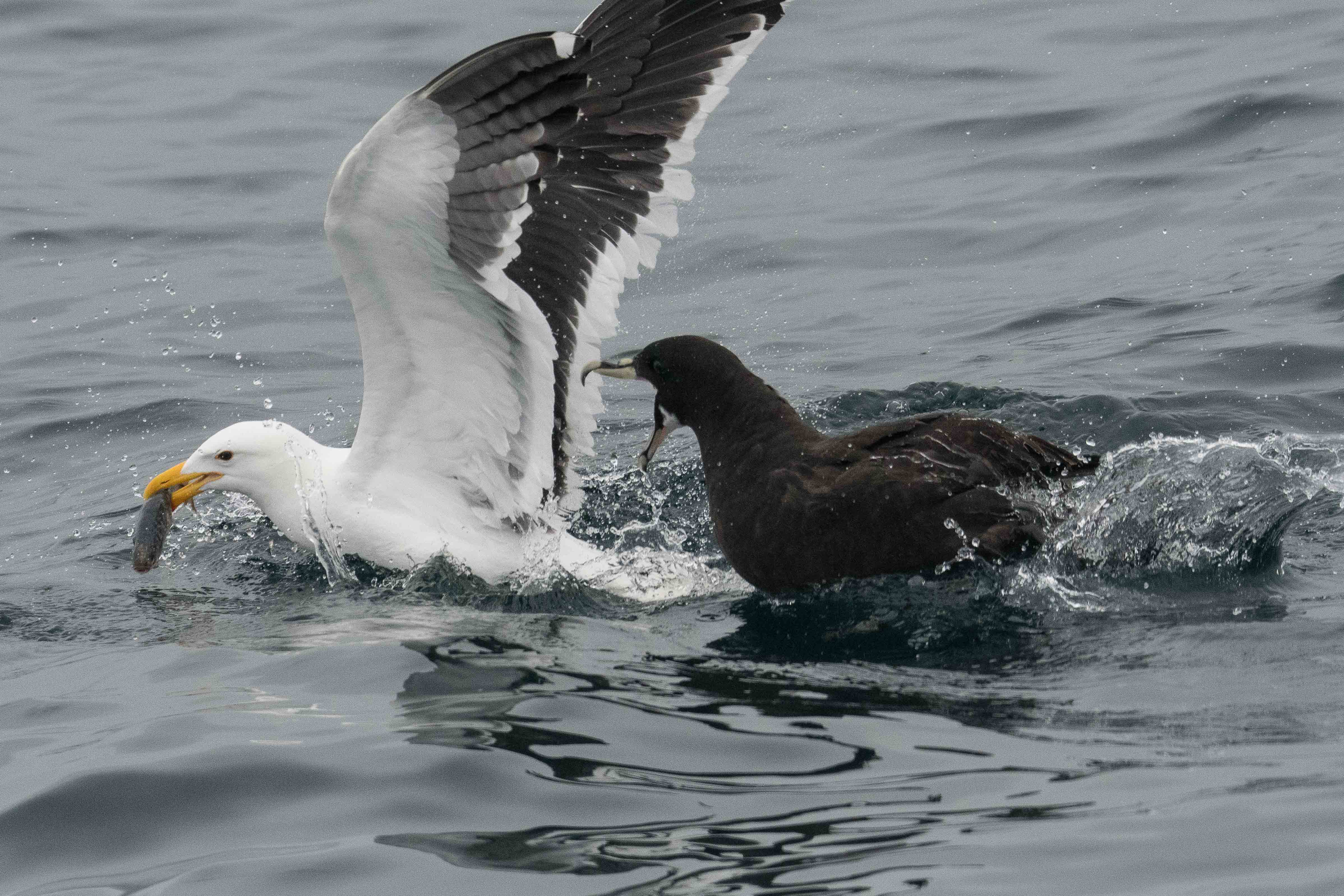 Puffin à menton blanc adulte (White-chinned petrel, Procellaria equinoctialis), adulte parasité par un Goéland dominicain (Kelp gull, Larus dominicanus) qui s'envole avec  son poisson, Walvis bay, Namibie.